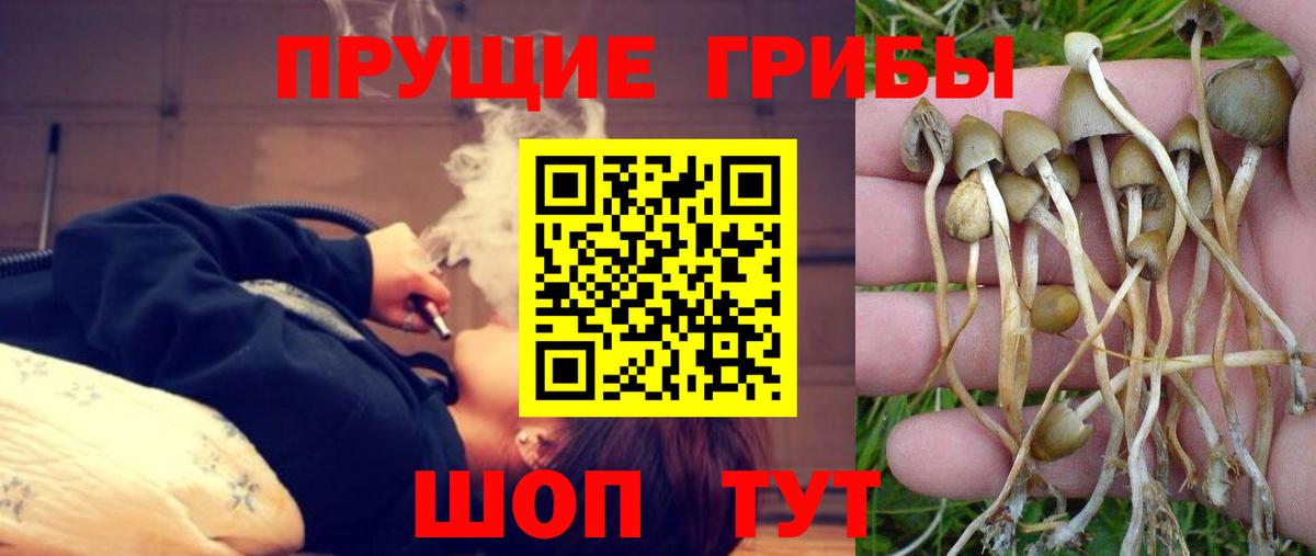 Псилоцибиновые грибы мицелий Салехард